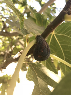 Dried Figs on Tree. Photo Credit: Nutra Fig